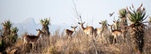 Fugitives Drift Nature Reserve