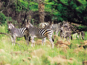 Fugitives Drift Game Reserve