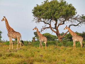 Fugitives Drift Game Reserve